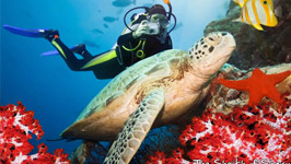 Diving Trip in Sharm El-Sheikh