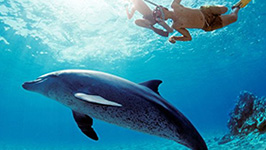 Snorkeling Trip to Giftun Island from Hurghada