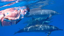Snorkelling with Wild Dolphins in Hurghada